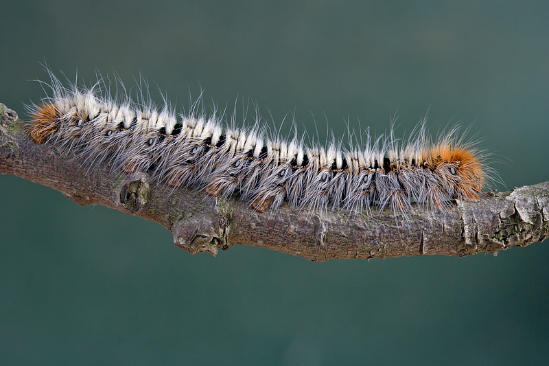 Bruco di Lasiocampide? - S, Lasiocampa quercus